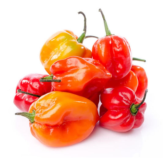 HOT PEPPER