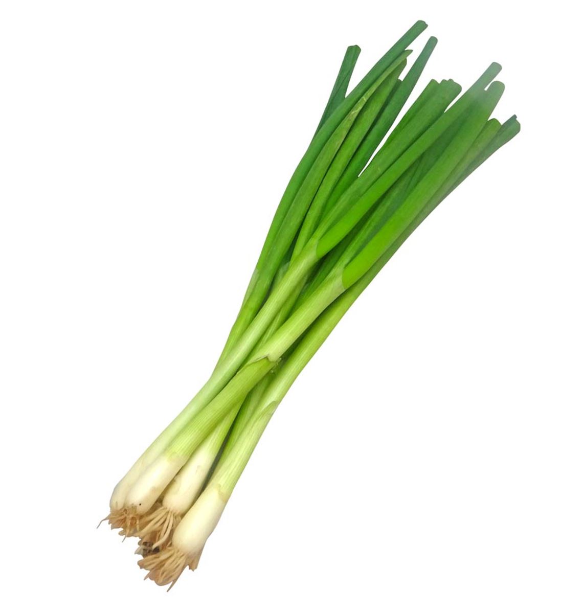 CIPOLLOTTI FINI